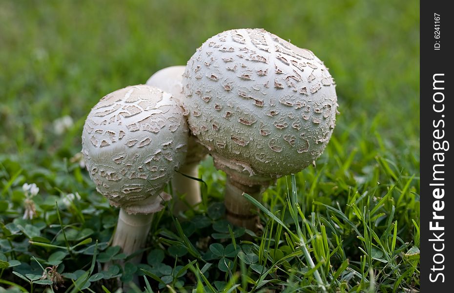 A trio of Puffball mushrooms in a semi-mature stage.