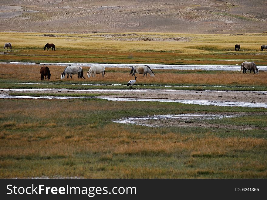 Landscape in tibet with horse