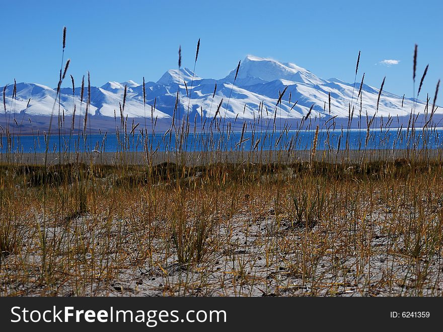 Tibet Landscape With Bulrush