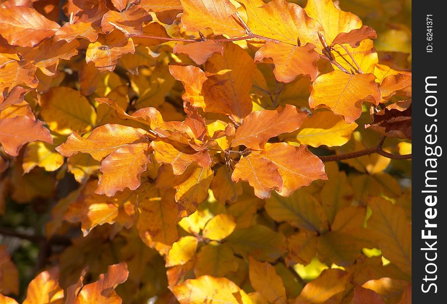 Yellow and orange autumn leaves background.