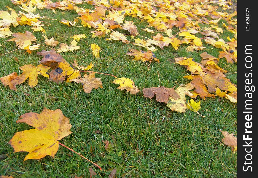 Yellow autumn maple leaves on green grass