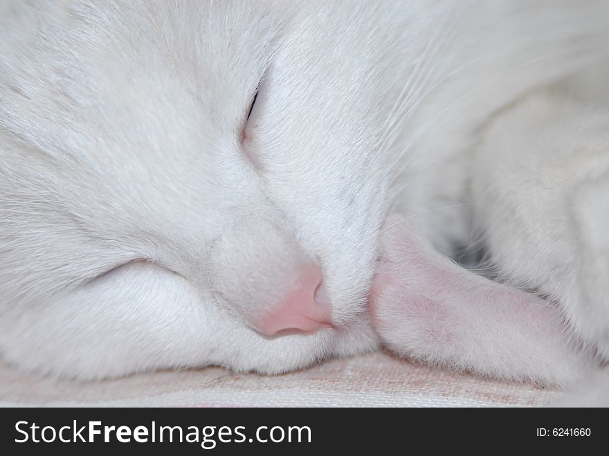 Beautiful white cat sleeping close up. Beautiful white cat sleeping close up