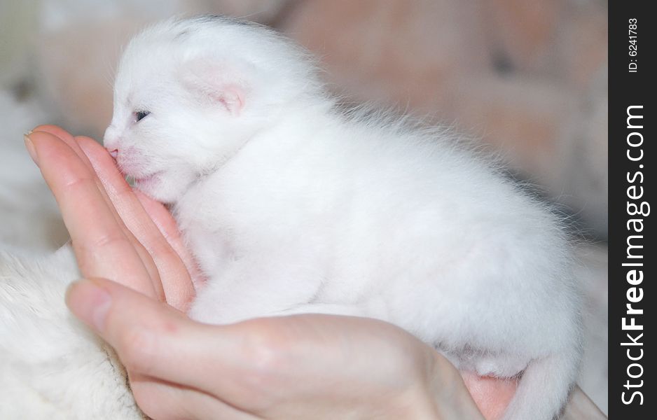 Beautiful white cat sleeping close up. Beautiful white cat sleeping close up