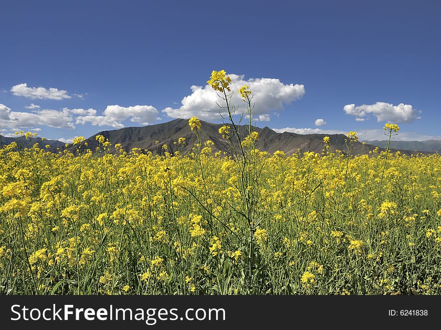 Yellow Flowers And Blue Sky