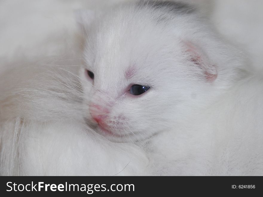 Beautiful white cat close up. Beautiful white cat close up