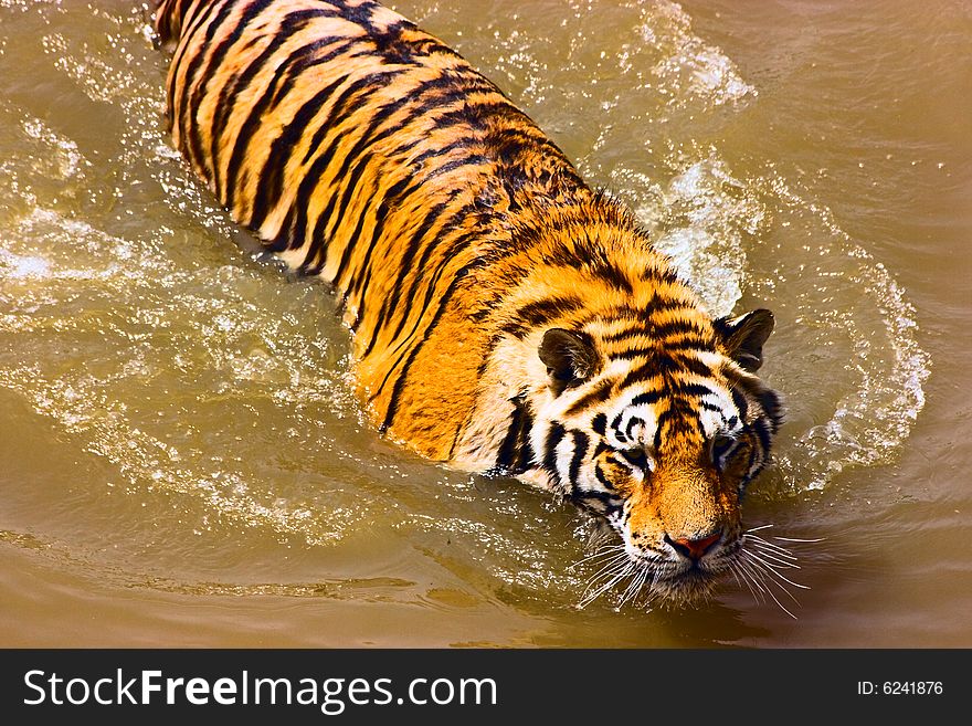 Hungry siberian tiger is looking for a game;