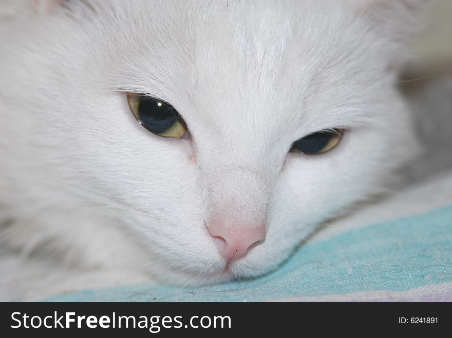 Beautiful white cat close up. Beautiful white cat close up