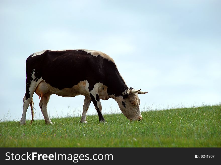 Light brown with some white spots cow on green grassy slope. Light brown with some white spots cow on green grassy slope