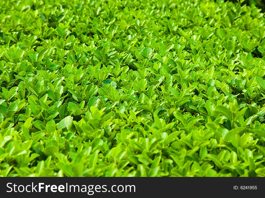 Green Leaves Texture