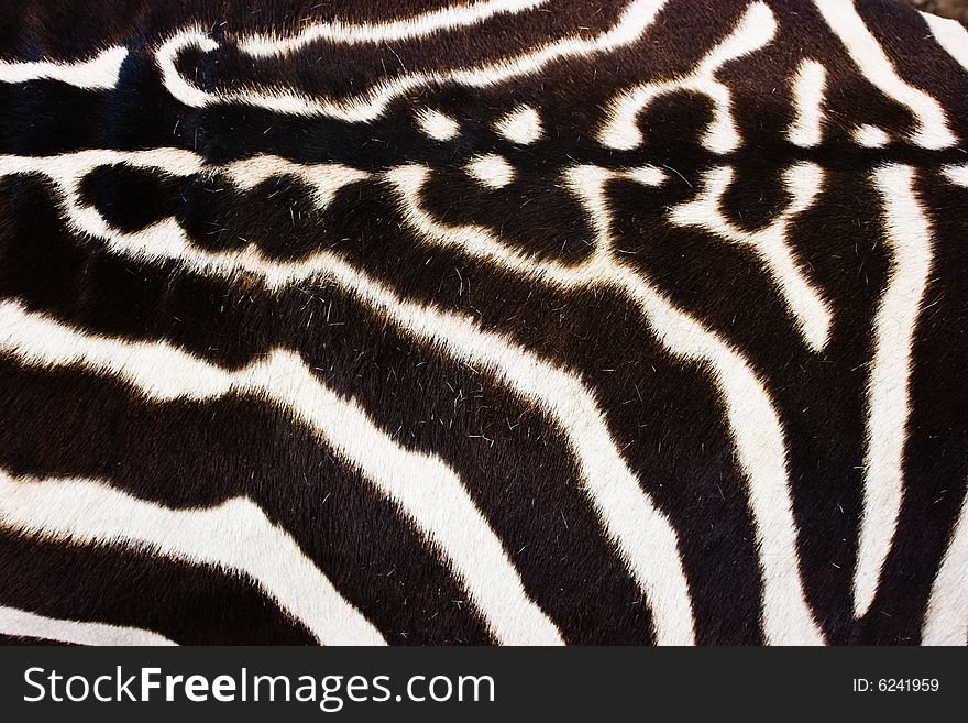 Zebra natural texture