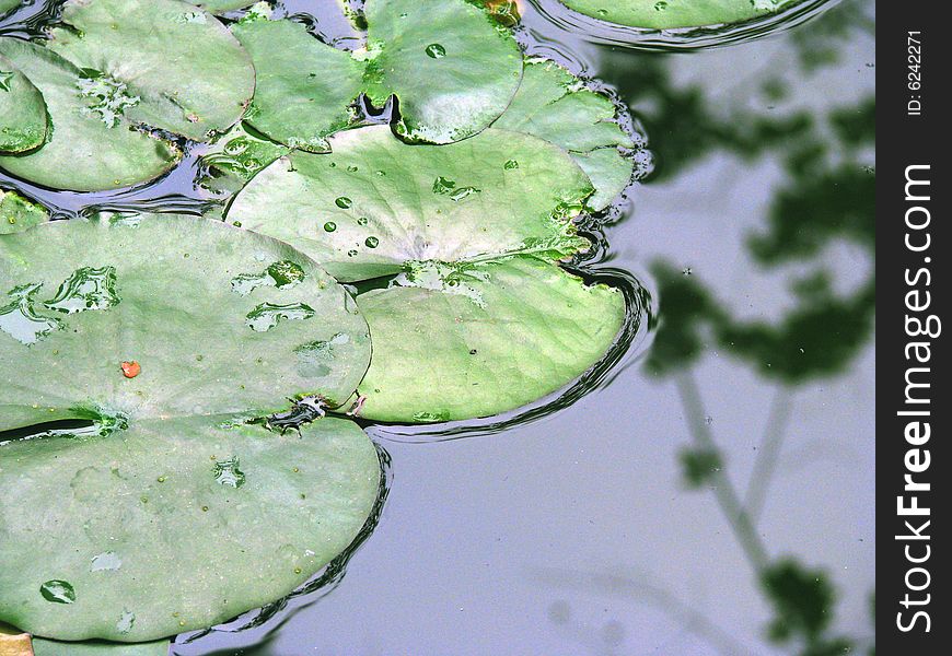 Green lotus leaves float on lake ,under sunshine,some droplets on the top. Green lotus leaves float on lake ,under sunshine,some droplets on the top.