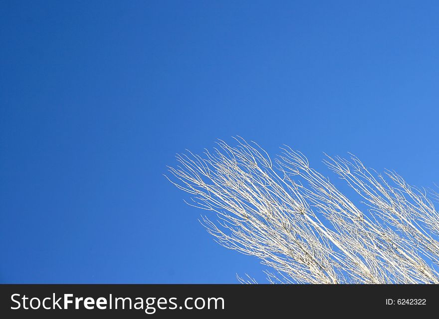 Dry tree on the sky background.