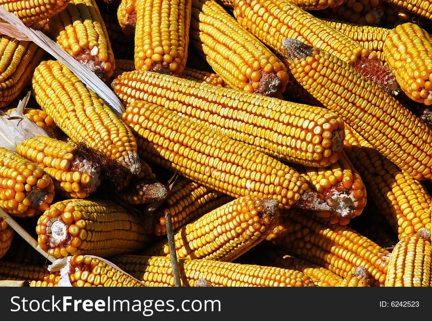 Close-up image of Indian corn, crib