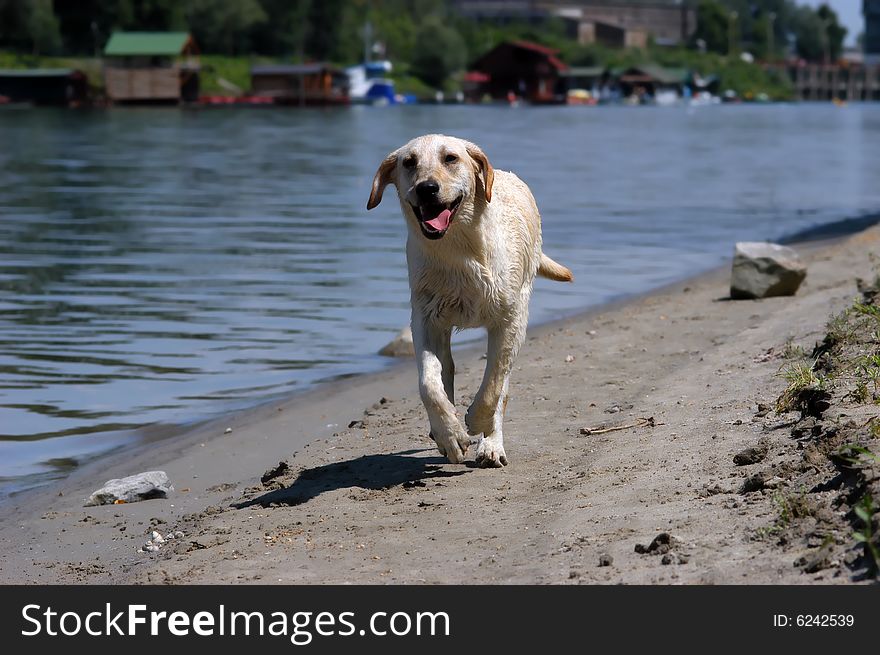 Labrador retriever running near water, focus on dog