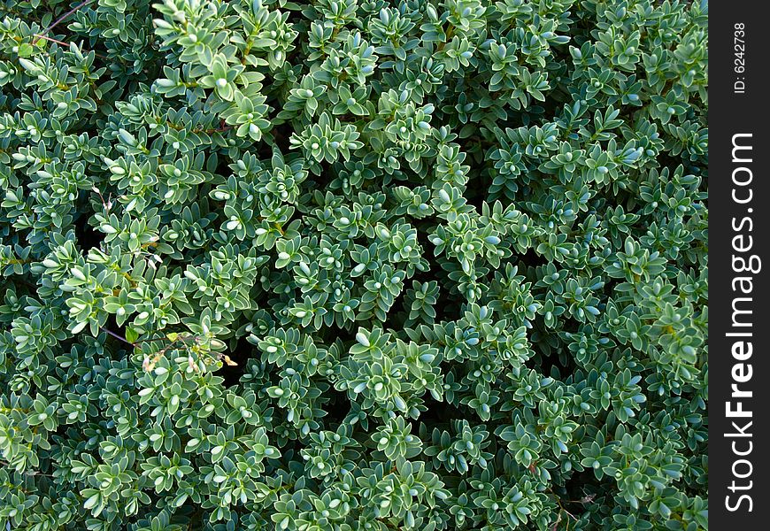 Evergreen hedge, showing details of foliage and pattern of leaves. Useful as background texture and for further development. Evergreen hedge, showing details of foliage and pattern of leaves. Useful as background texture and for further development.