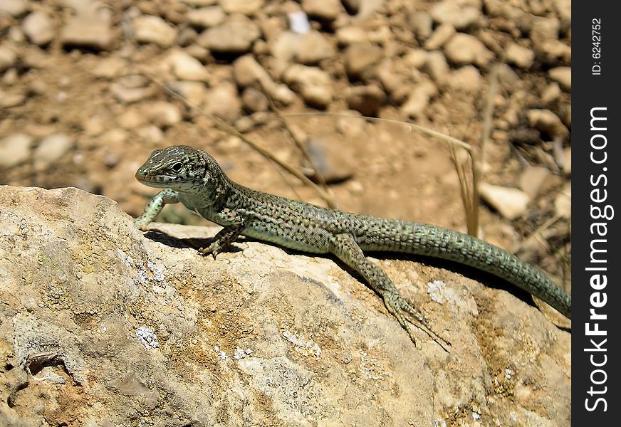 One of many lizards situated on the island of Formentera (and Ibiza too) - the Balearic Islands. One of many lizards situated on the island of Formentera (and Ibiza too) - the Balearic Islands.