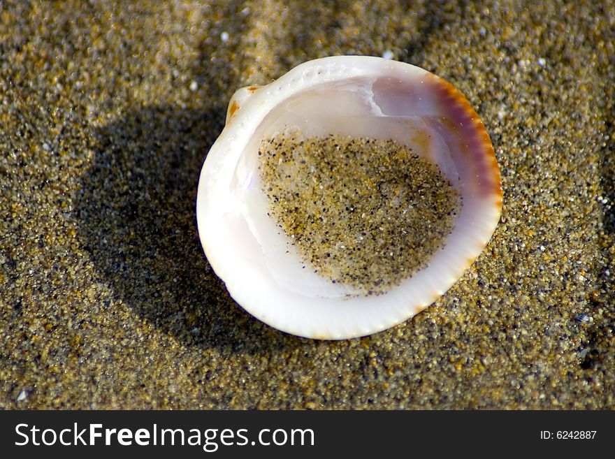 Shell on the italian beach