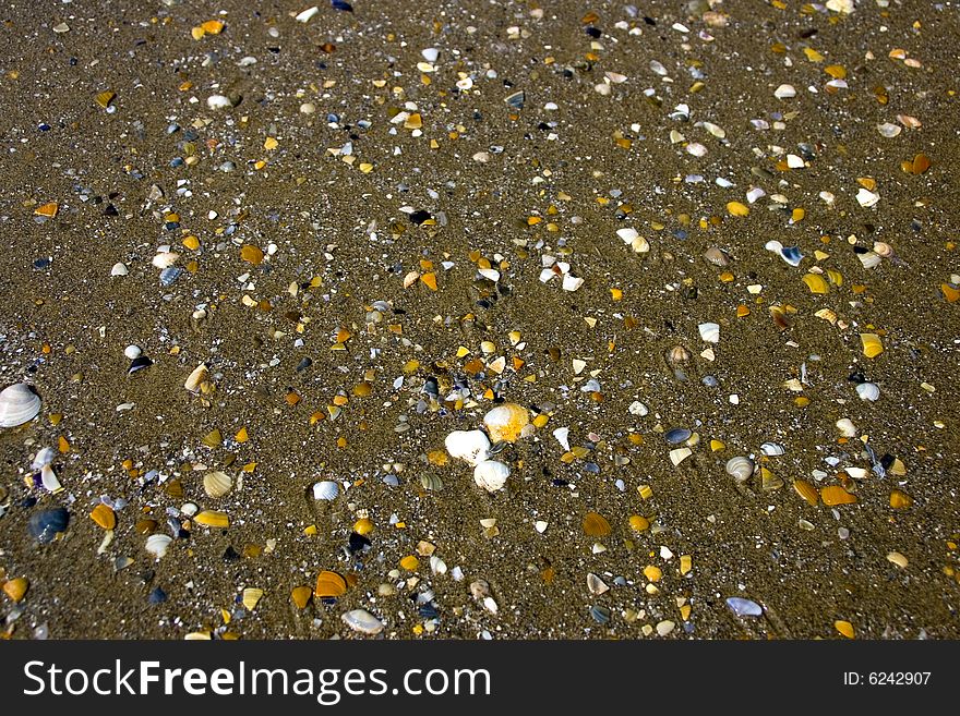 Shells on the italian beach