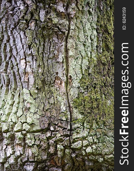 Cure of the tree. Background texture. Cure of the tree. Background texture.