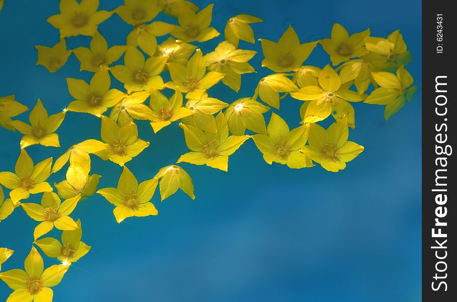 Yellow flowers in blue water. Yellow flowers in blue water