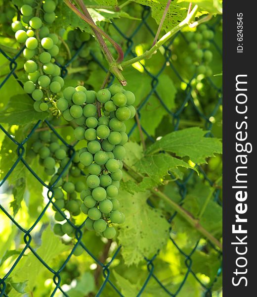 Unripe green grape bunches mid summer on fence. Unripe green grape bunches mid summer on fence