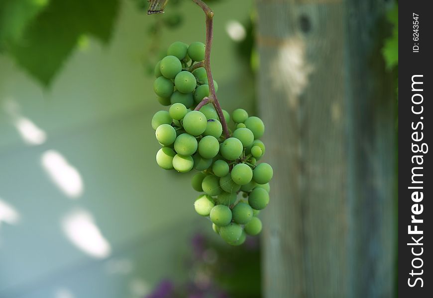 Unripe green grape bunches mid summer close up. Unripe green grape bunches mid summer close up
