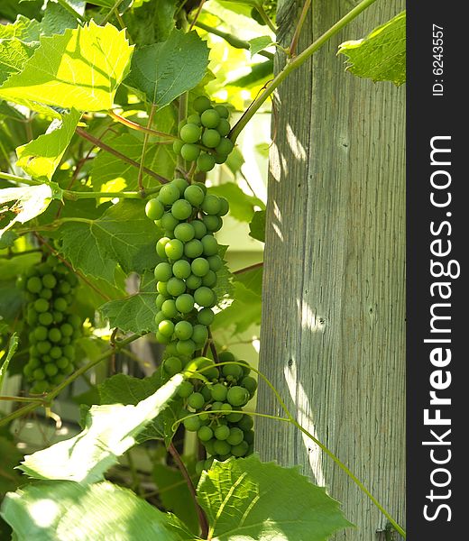 Unripe green grape bunches mid summer next to old pole. Unripe green grape bunches mid summer next to old pole