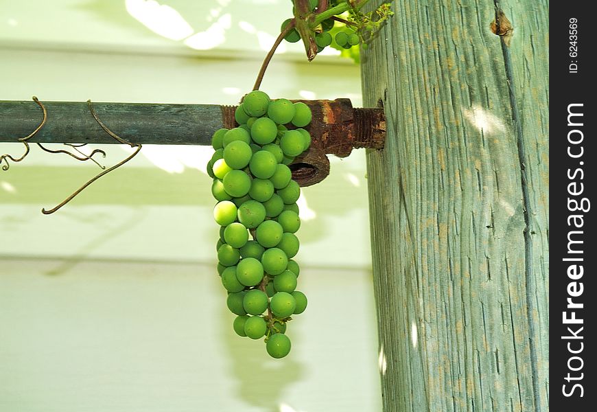 Unripe green grape bunch mid summer on old pipe rusty and old pole. Unripe green grape bunch mid summer on old pipe rusty and old pole