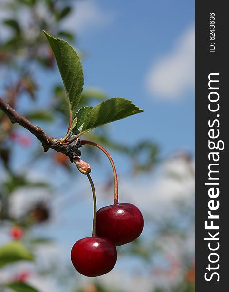 Two cherries on blue sky background. Two cherries on blue sky background