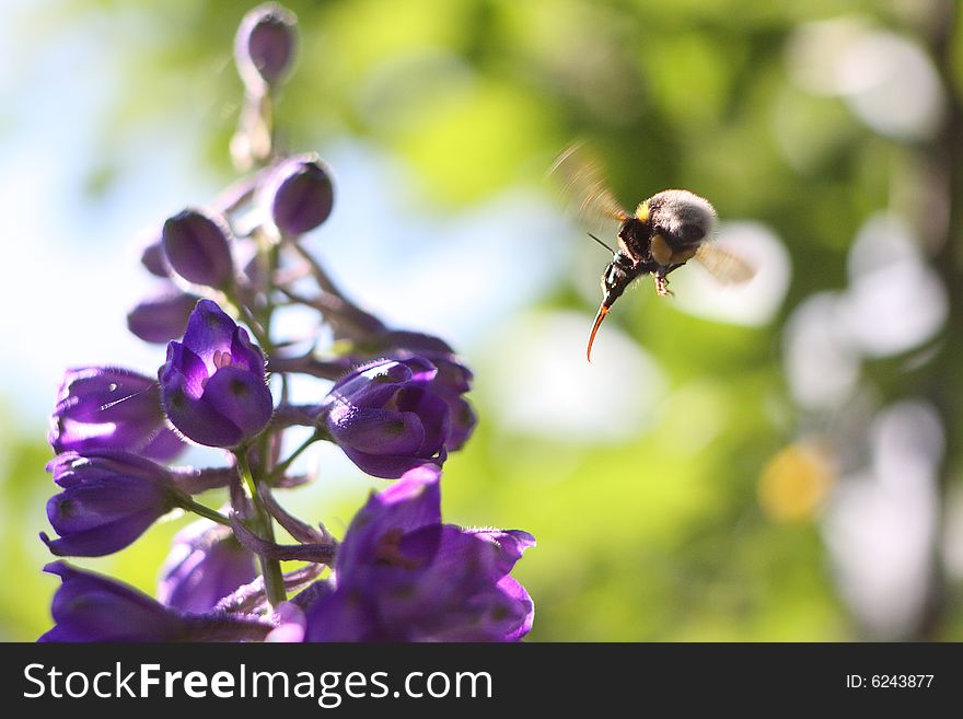 Bee attack at the flower