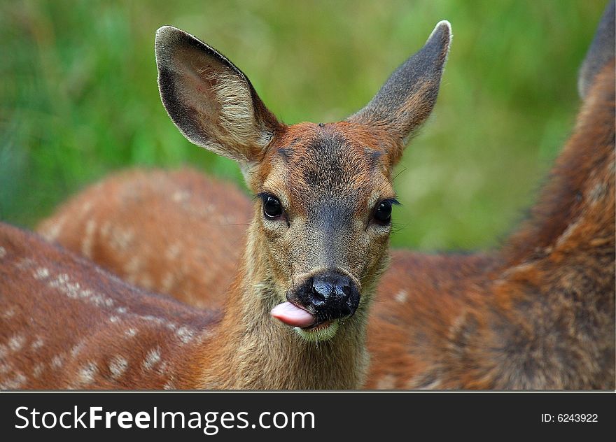 A fawn has been eating apples all afternoon and when I shot a couple of pics he stuck his tongue out like he had a few too many. A fawn has been eating apples all afternoon and when I shot a couple of pics he stuck his tongue out like he had a few too many.