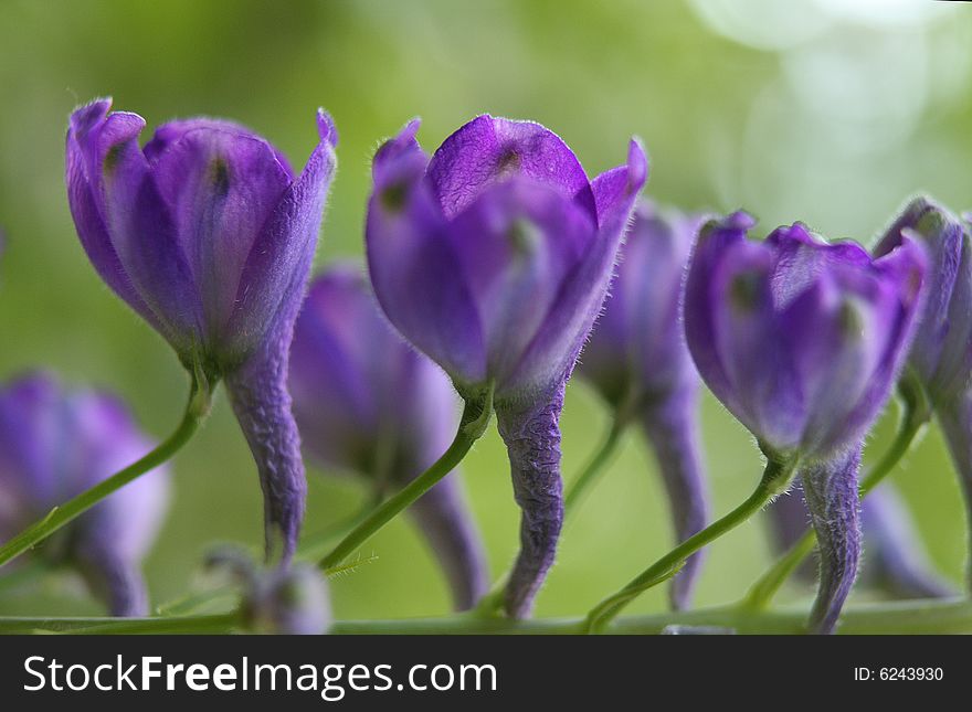 Violet flowers on green background