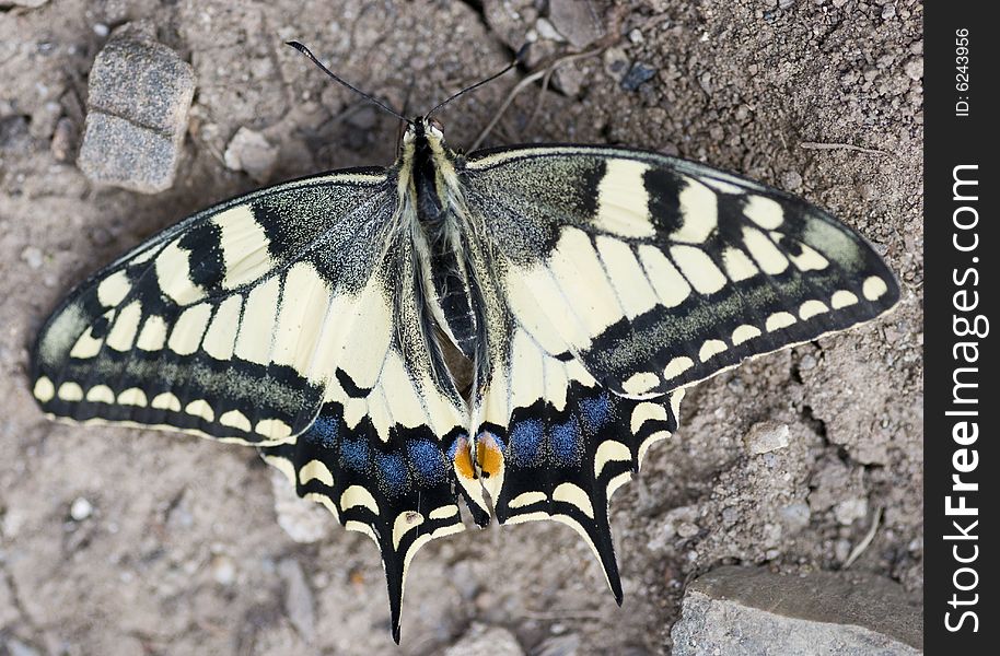 Common Yellow Swallowtail (Papilio machaon)