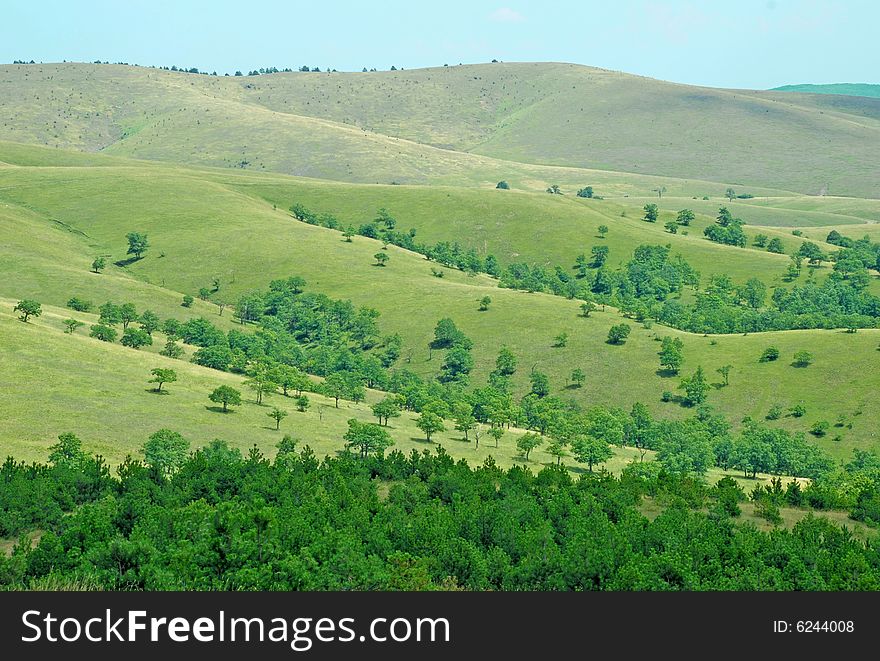 Green hills covered by grass and pine trees. Green hills covered by grass and pine trees