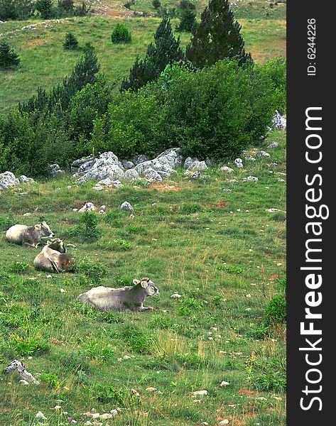 Gray cows relaxing over green mountain landscape. Gray cows relaxing over green mountain landscape