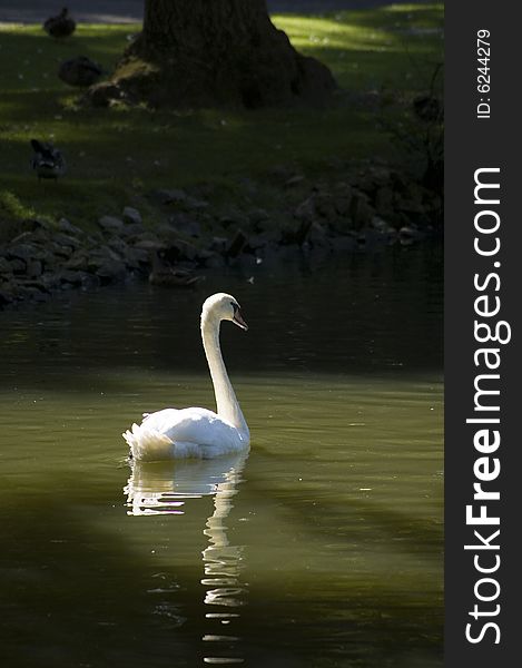 A white and black swans at lake