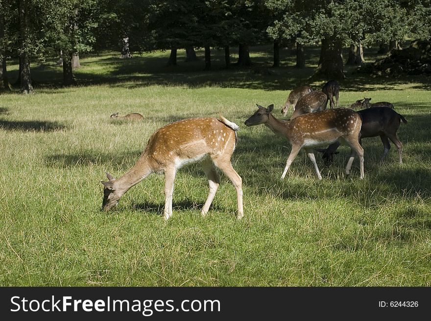 A young deers at field