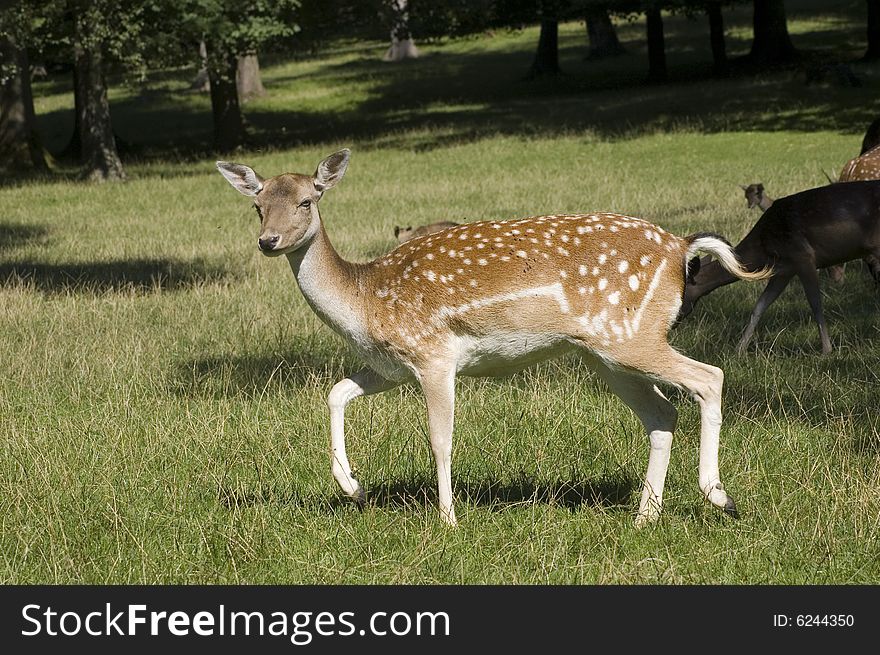 A young deer at field