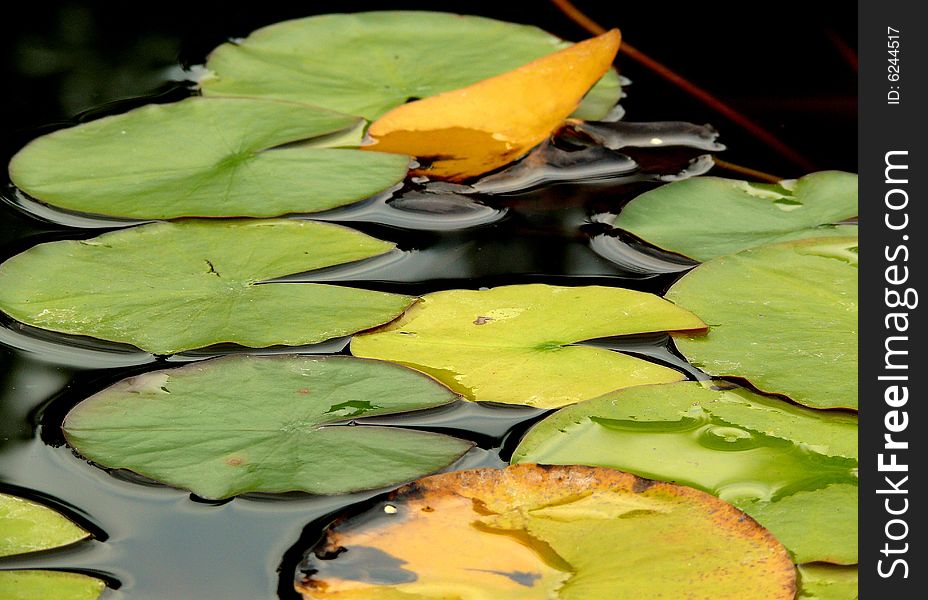 Leaf from nenuphar on the lake in late summertime.