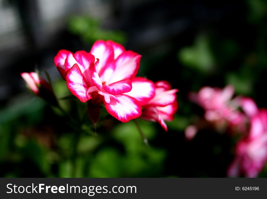 Shallow depth of field view of flowers creamy blur.