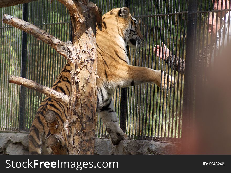 Tiger and human about to shake hands, dangerous amusement. The Novosibirsk Zoo.