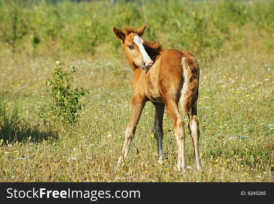 The Redhead foal with beard.