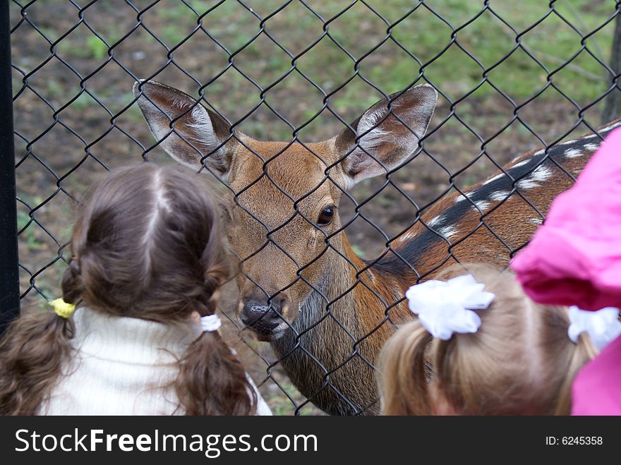 Deer and children, The Novosibisk Zoo