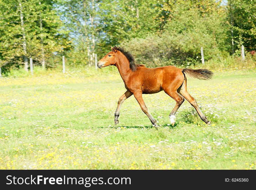 The Redhead foal runs on green meadow.