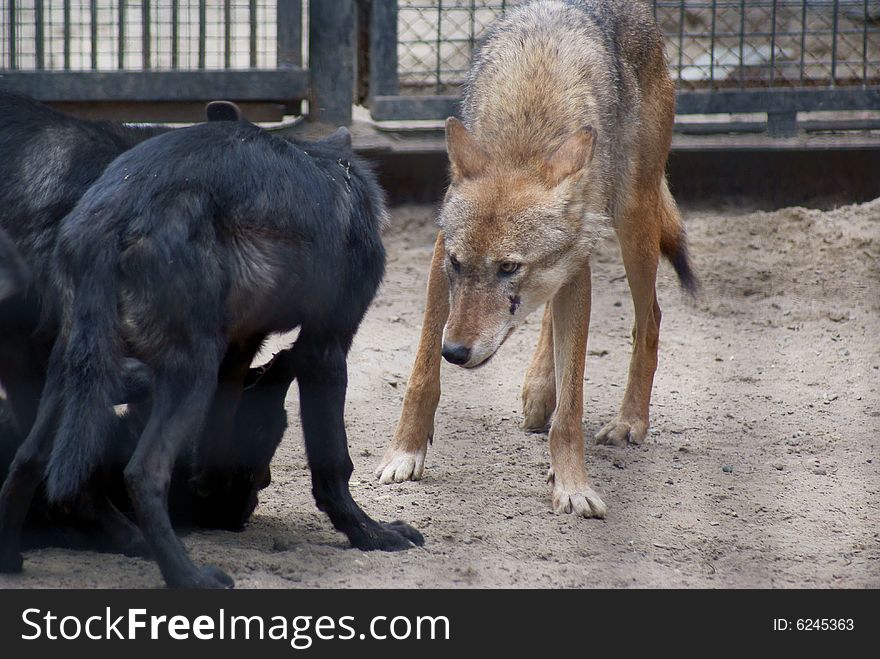 Wolf cubs, The Novosibirsk Zoo