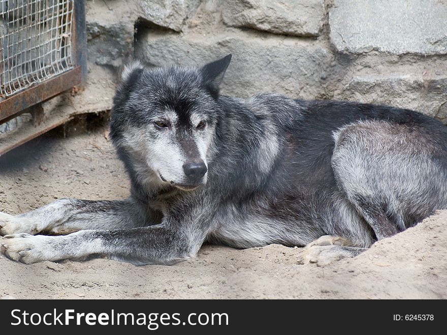 Gray wolf, The Novosibirsk Zoo