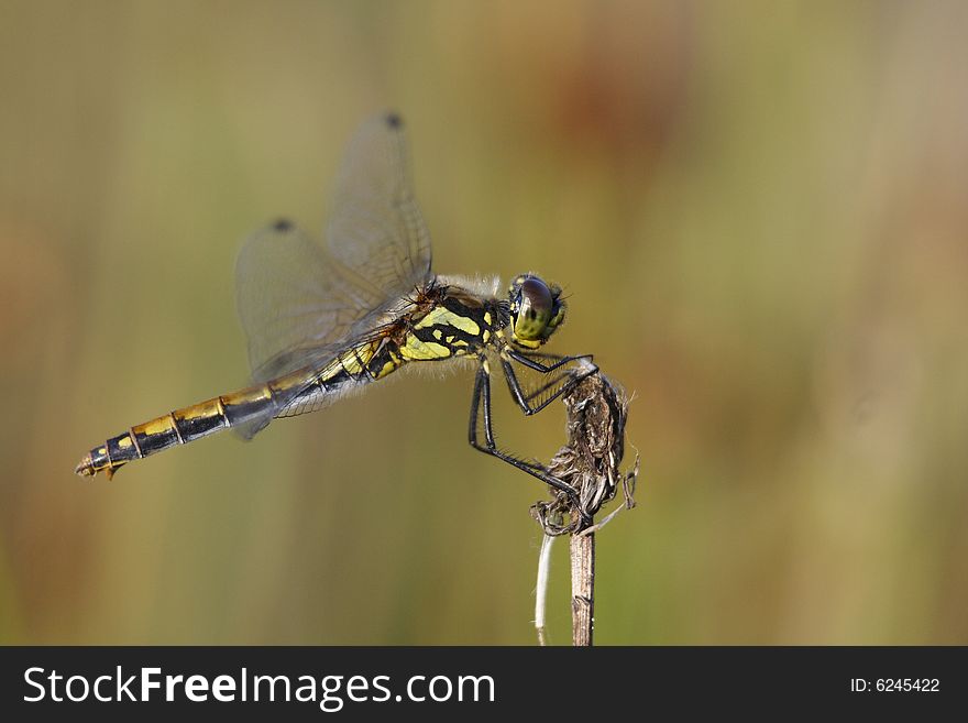 A female Black Darter (Sympetrum danae) sitting on an outlook post, watching for prey.
