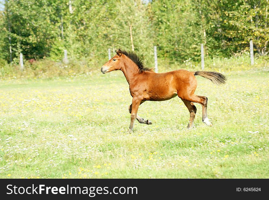 The Redhead foal runs on green meadow.