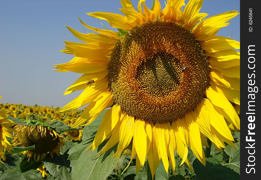 Close up view of a backlit sunflower face in a sunflower field under blue summer sky. Close up view of a backlit sunflower face in a sunflower field under blue summer sky