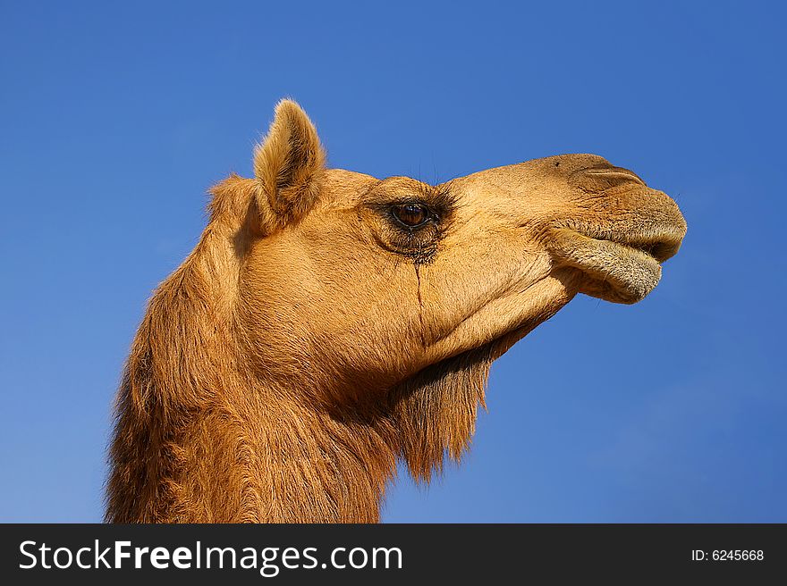 On a photo head of a camel on a background of the blue sky